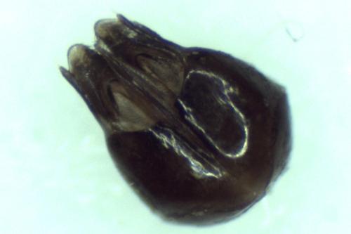 Réf. 297 212 : Chrysis inaequalis